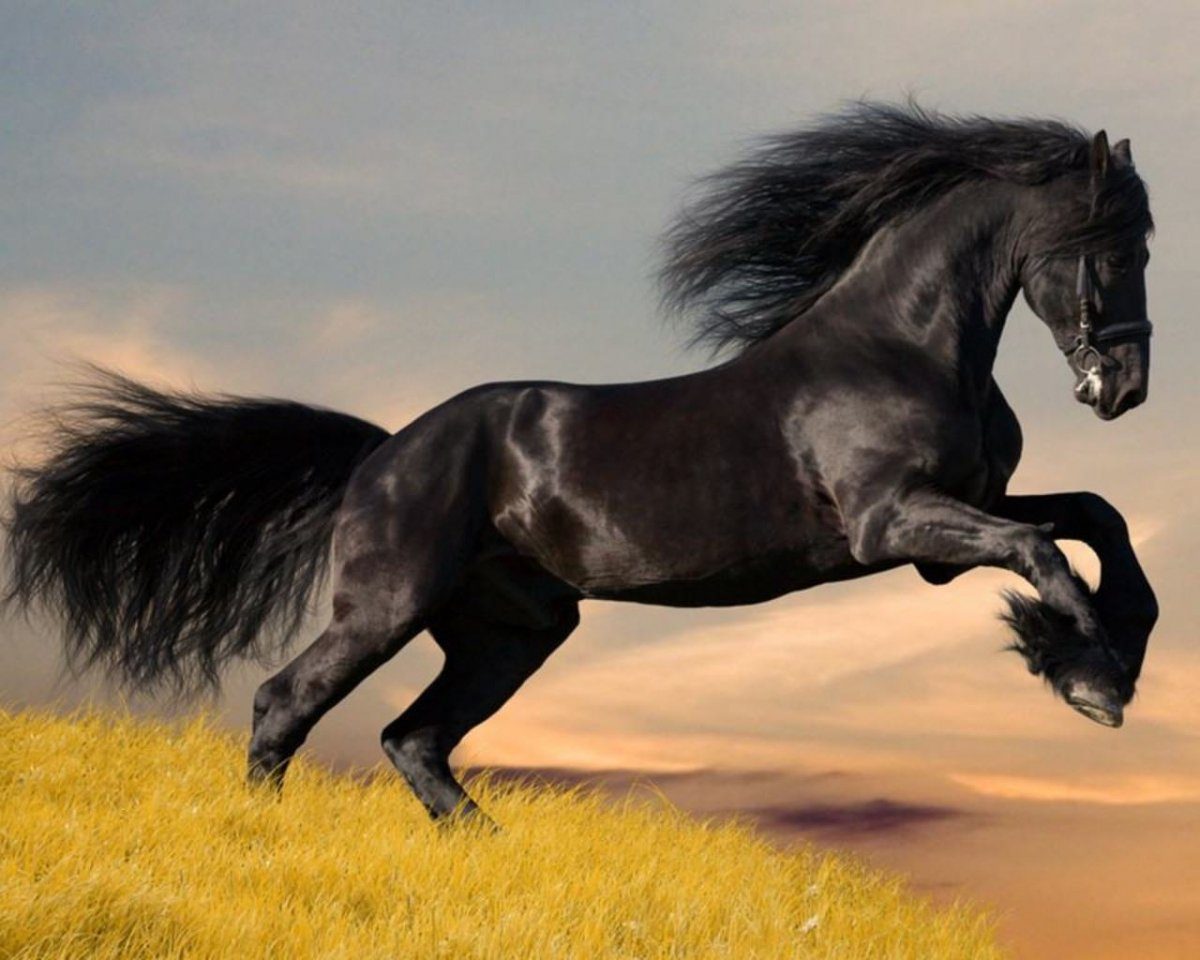 caballo árabe